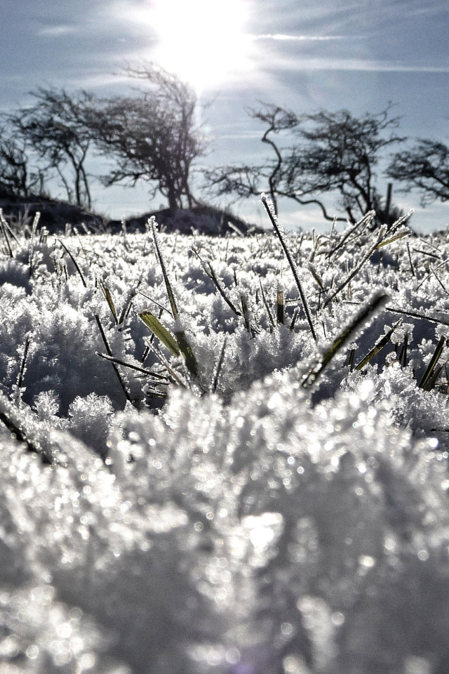 Трава из под снега весной