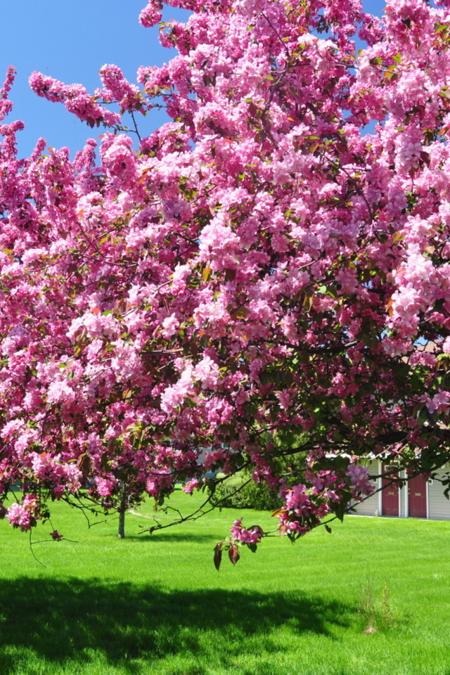 Весеннее цветение дерева
