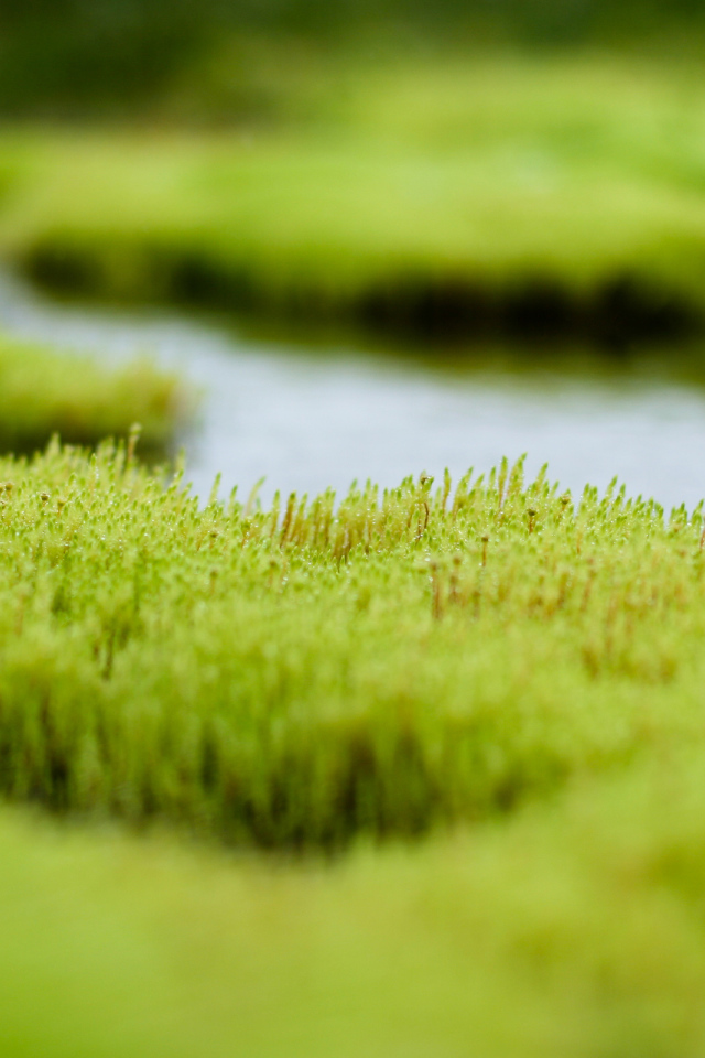 Весенняя река с зеленой травой
