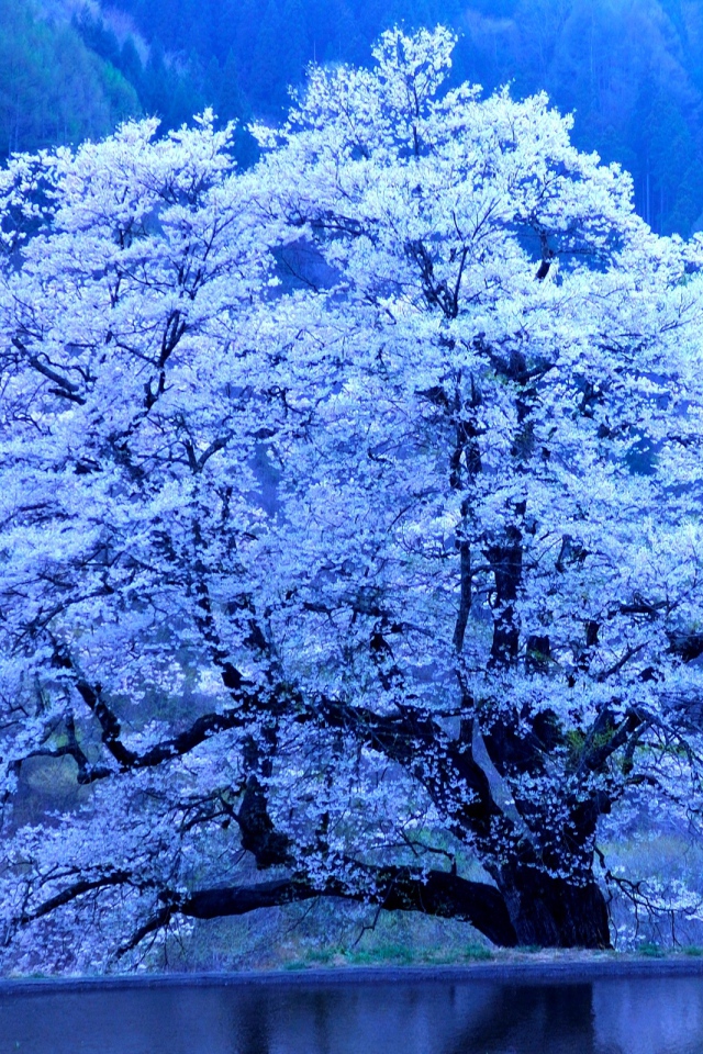 Весеннее дерево в снегу