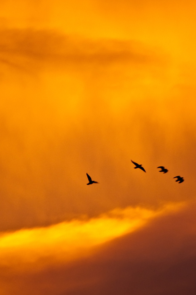 Птицы на фоне облачной весенней погоды