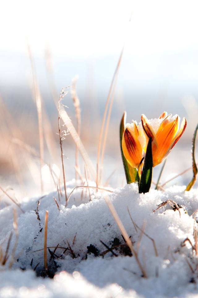  Flowers on melted snow
