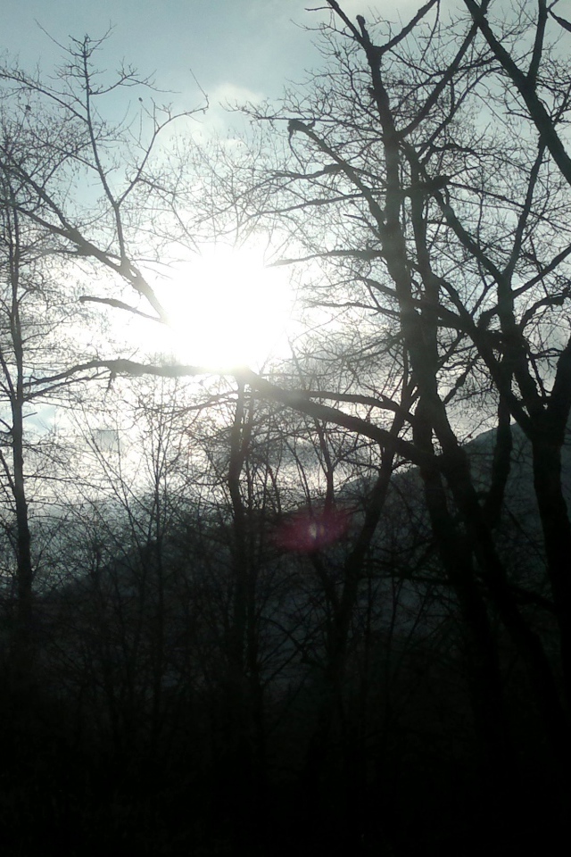 Над лесом весеннее утро