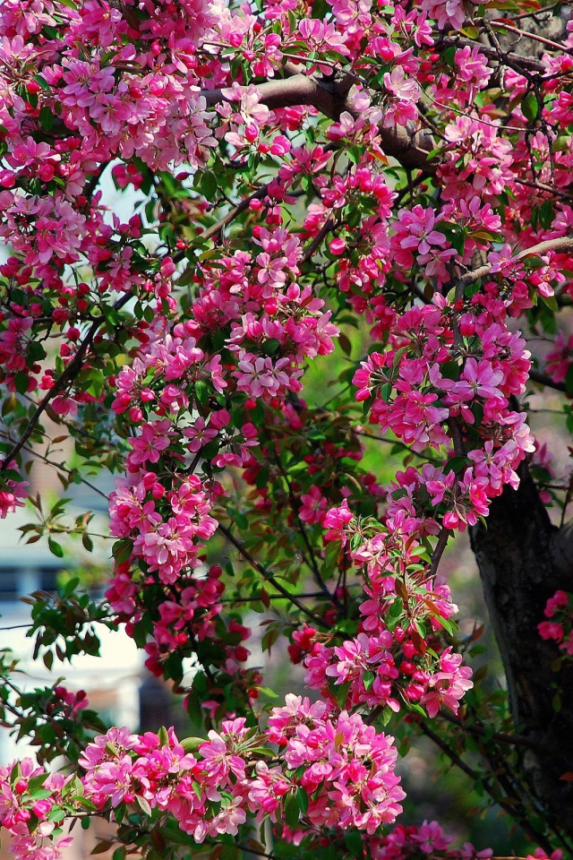  Tree with spring flowers