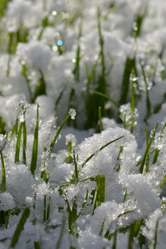  Young spring grass from under the snow