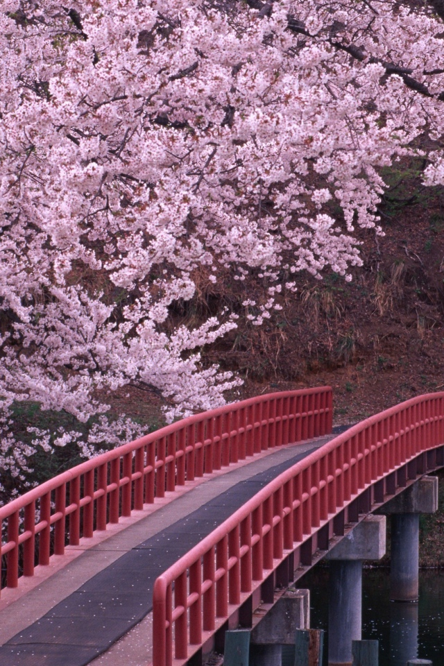 	  Bridge over the river in the flowered garden