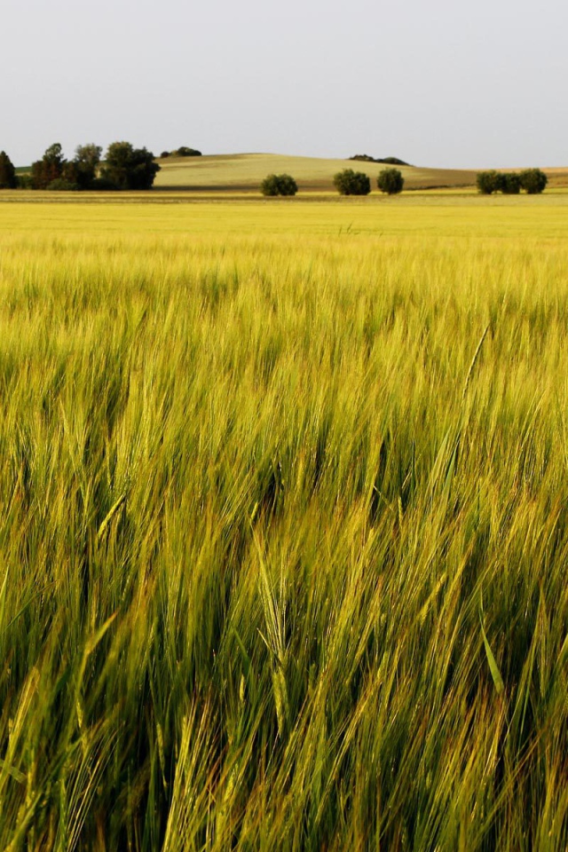 Зеленое летнее поле