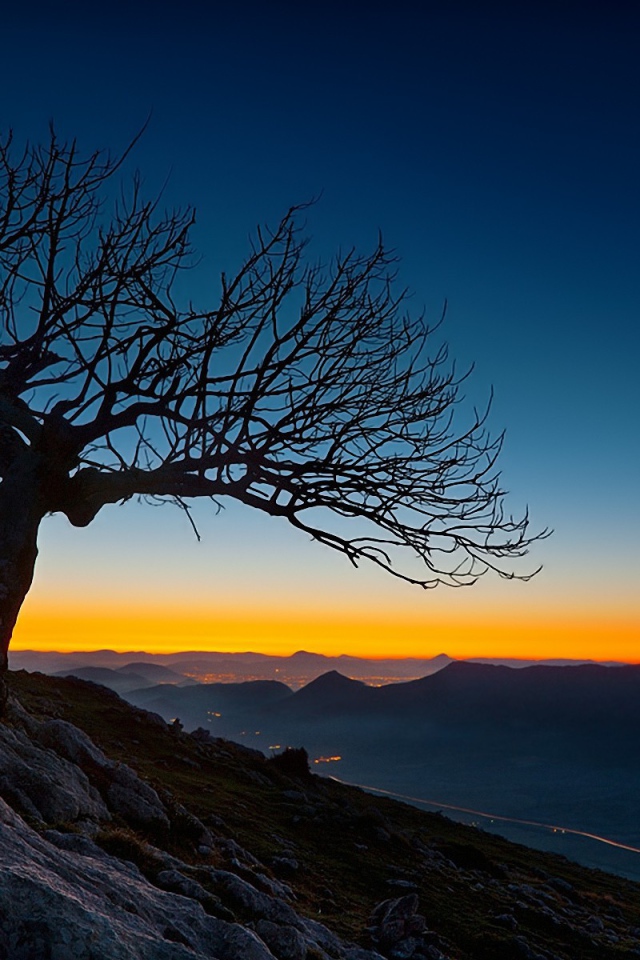 Засохшее дерево на закате