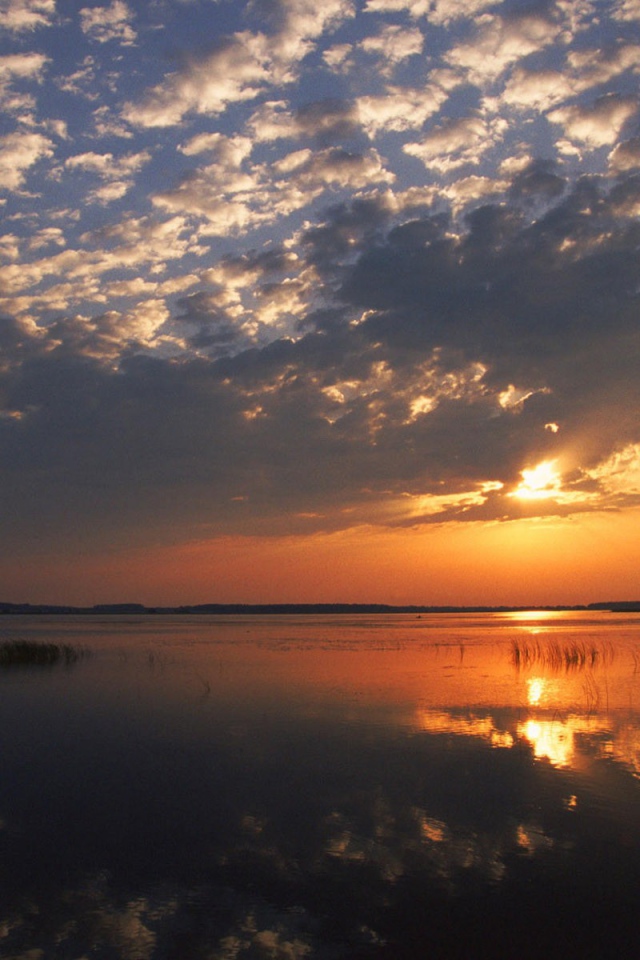 Одинокий лебедь на озере