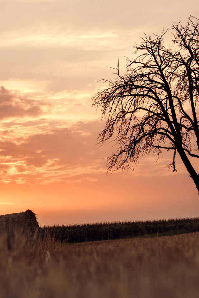 Одинокое дерево на фоне заката