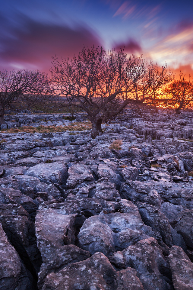 Закат и сухие деревья