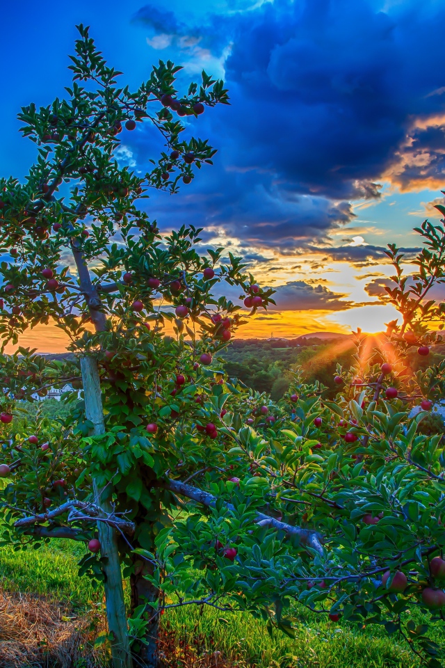 Закат в яблоневом саду