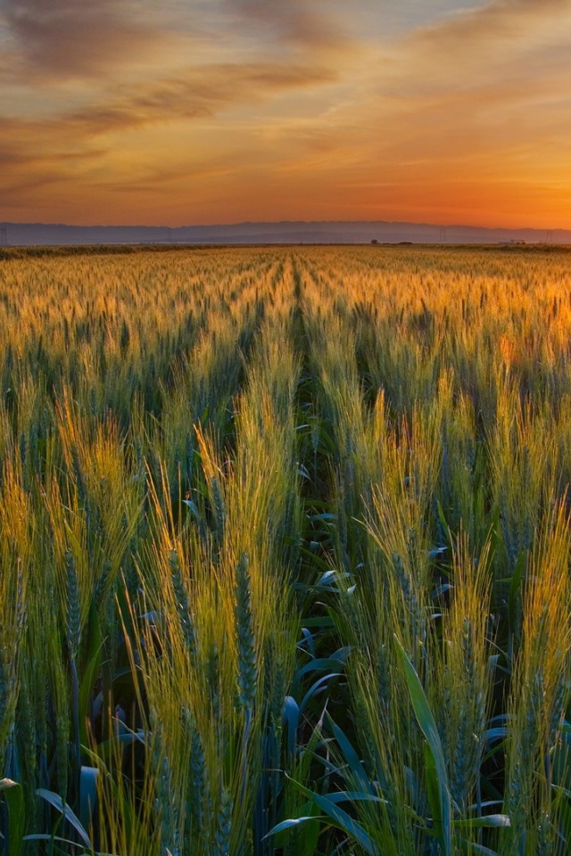 Закат над полем в Калифорнии