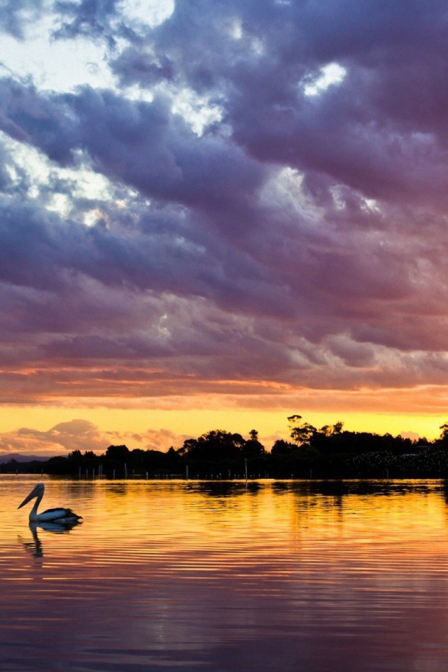 Закат над озером с птицей