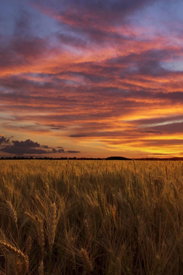 Закат над полем пшеницы