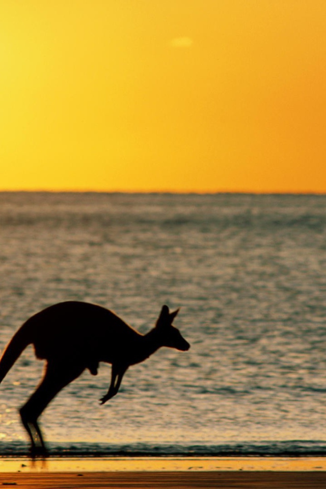 Закат с кенгуру