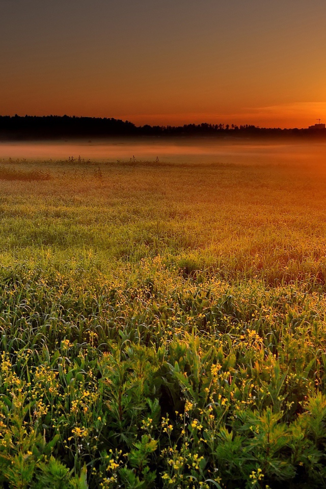 Солнце садится за лес