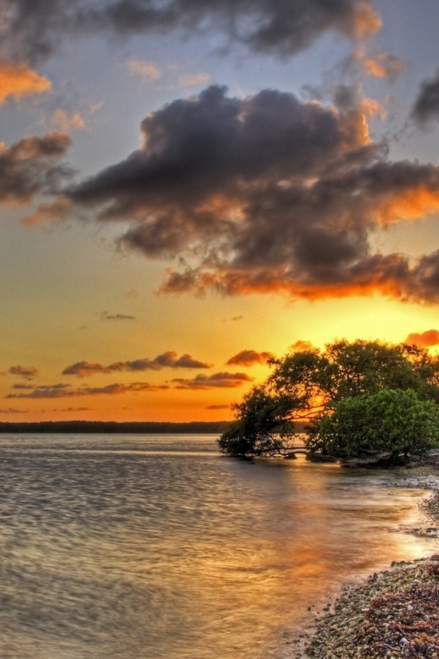 Закат над озером за деревом