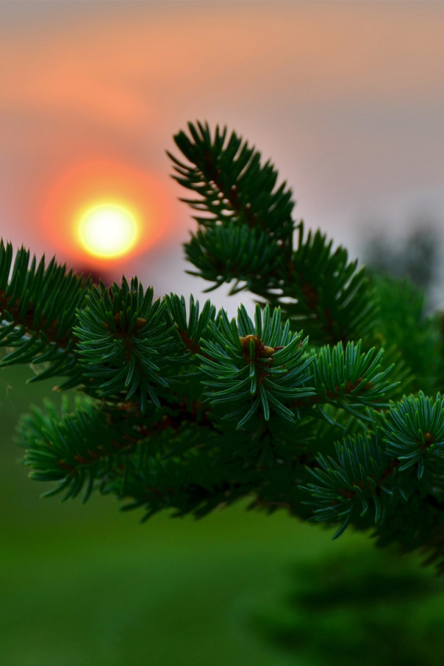 Ветка ели на закате