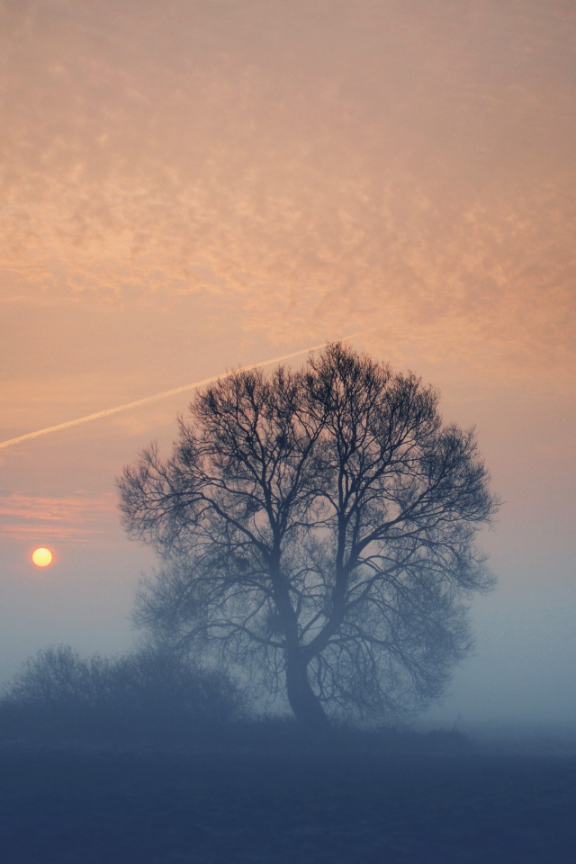 Дерево в тумане