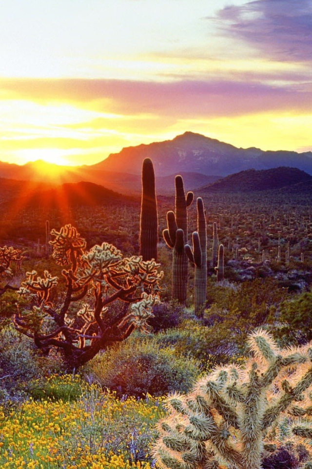 Растительность пустыни на закате