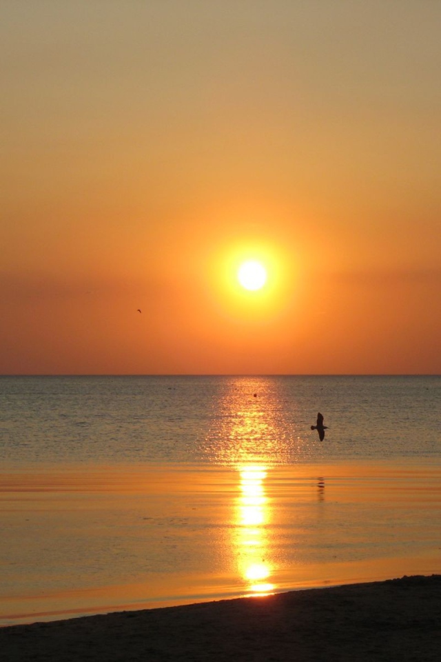 Птица над морем на закате