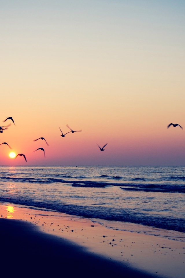 Птицы летят на закат