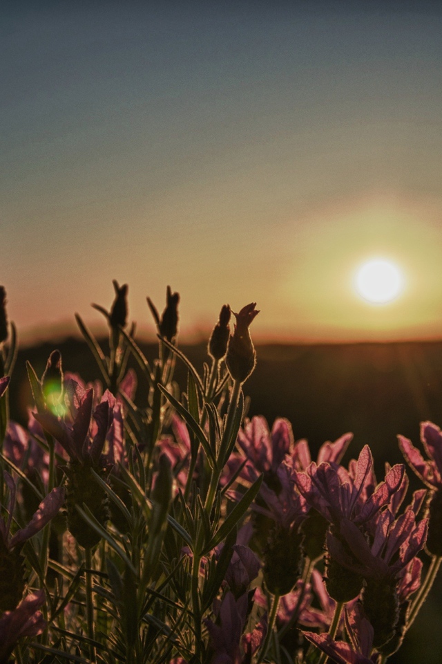 Цветы провожают солнце