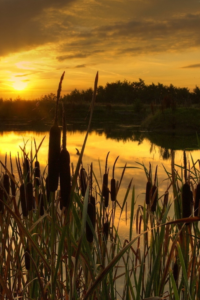 Закат в камышах