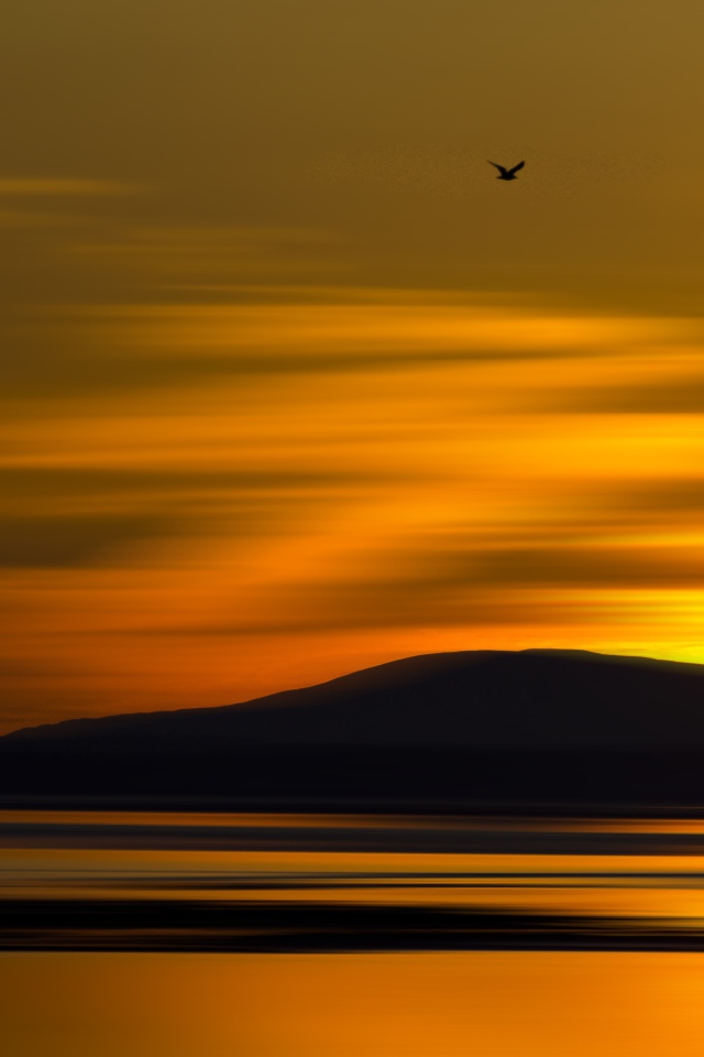 Птица летит на закате