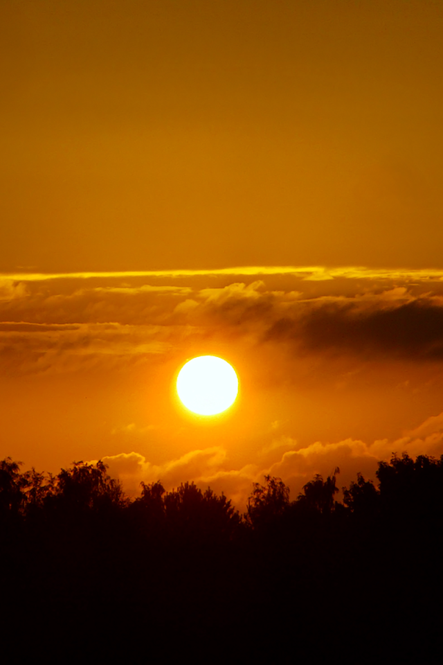 Солнце над лесом