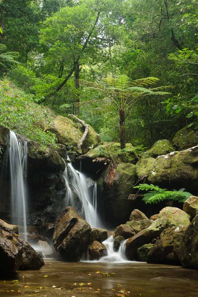 Заросли и водопад