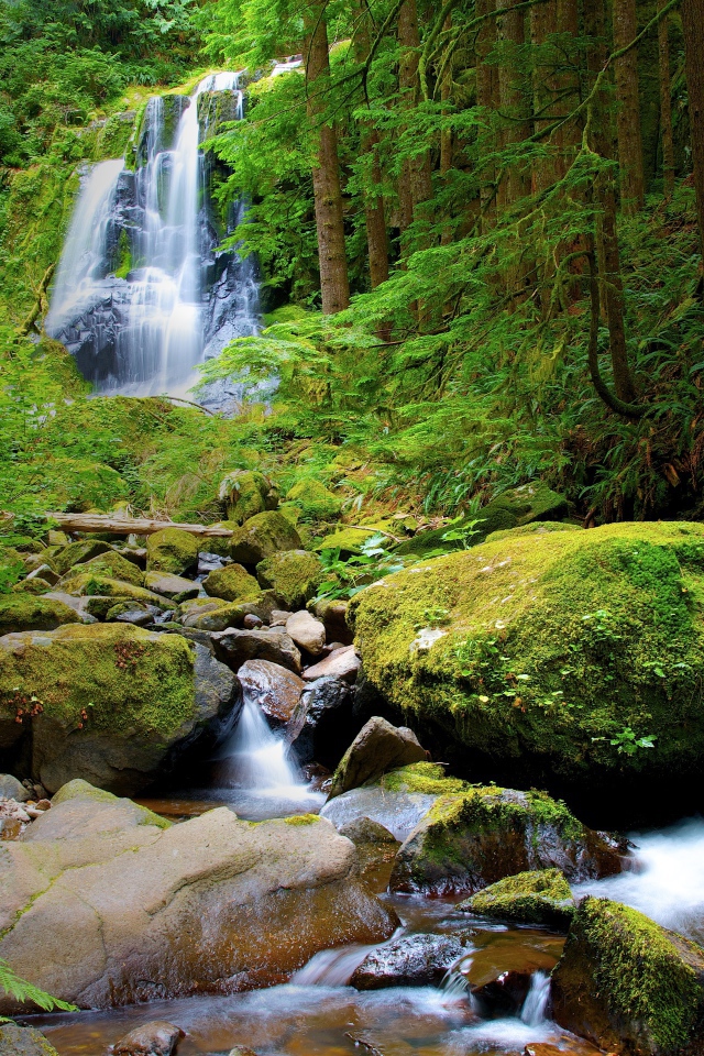 Водопад в густом лесу