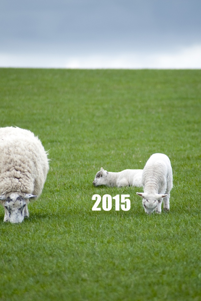 Новый Год овечки 2015