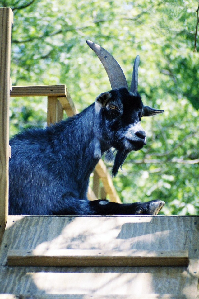 Новый Год 2015 Синяя коза