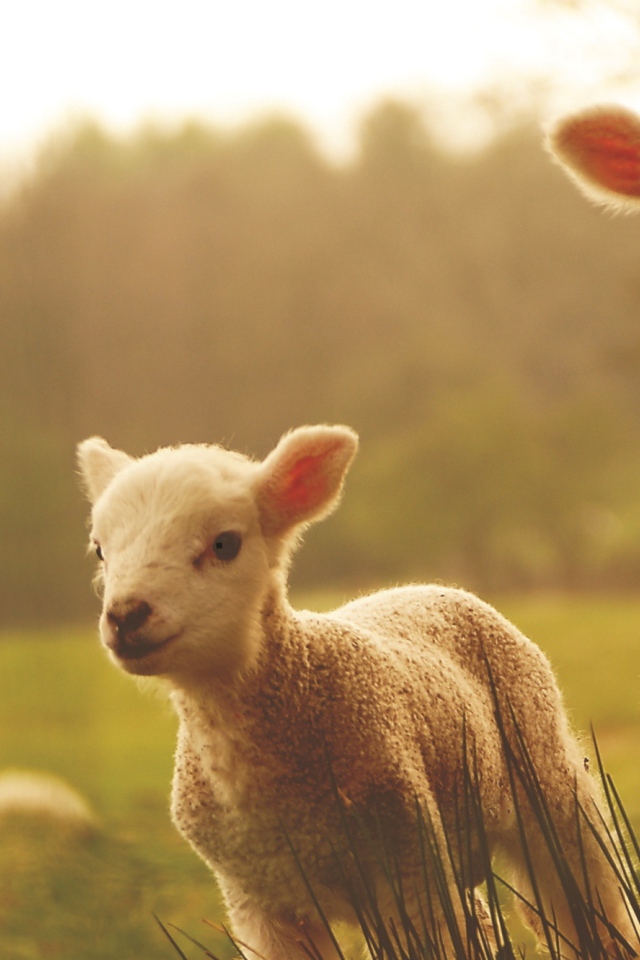 Новый Год 2015 овечки