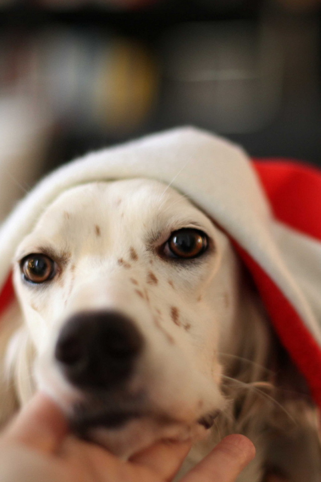 Собака встречает Новый год