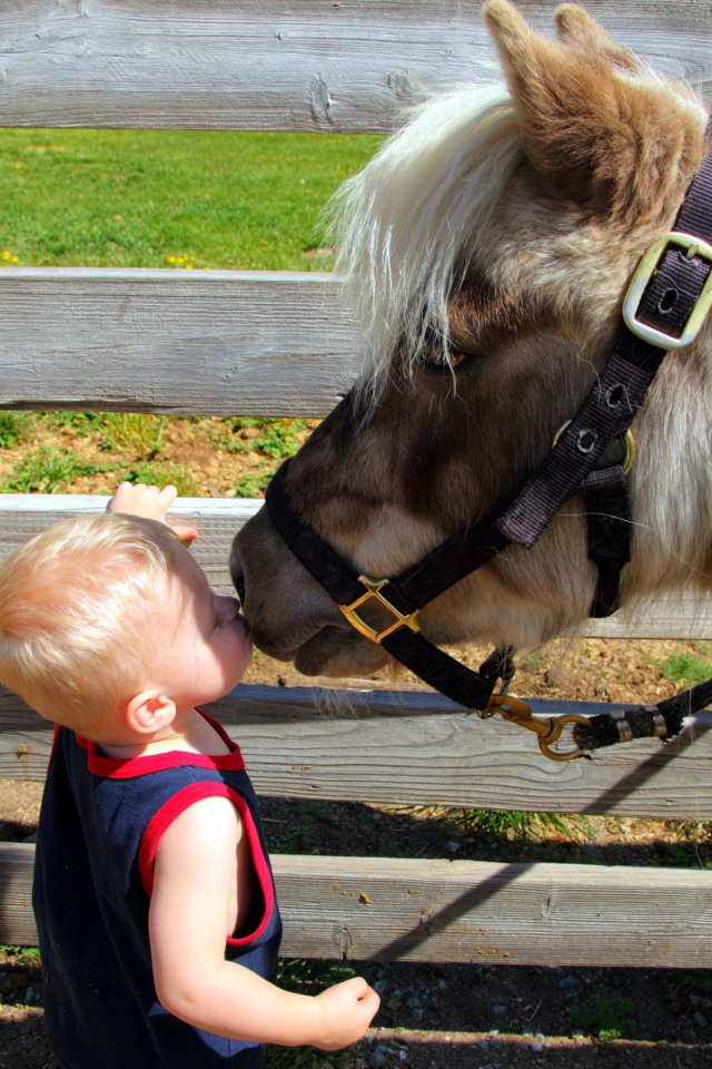 Baby kisses horse