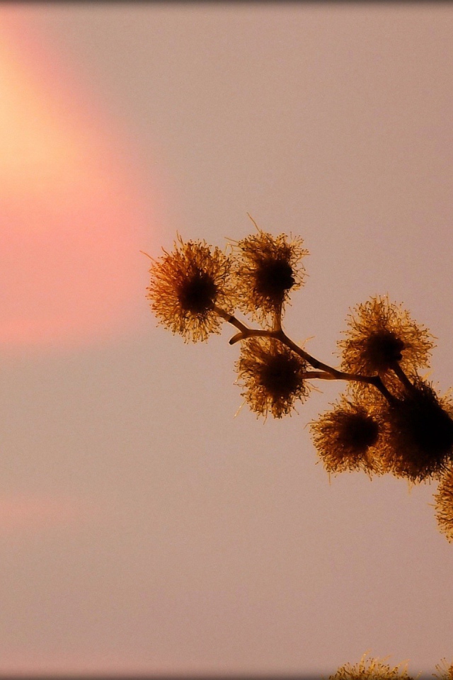 Абстрактная ветка растения