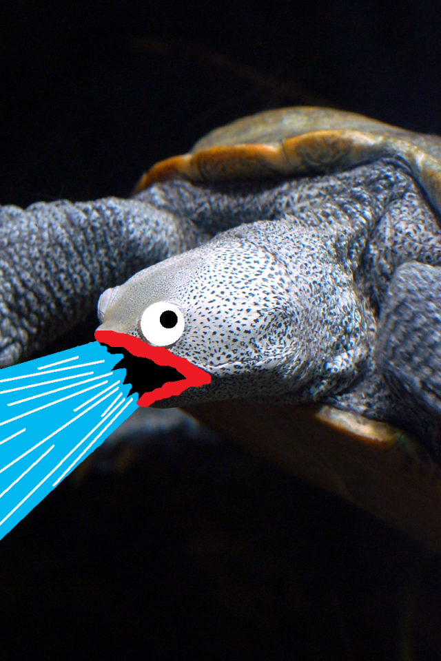 Черепаха изрыгает воду