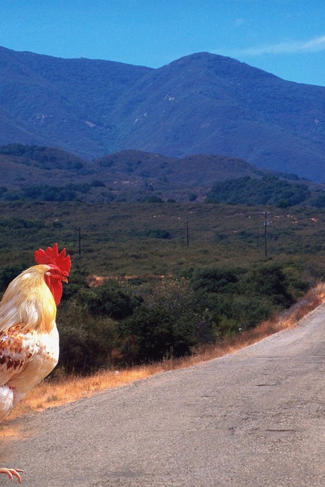 Петух переходит дорогу