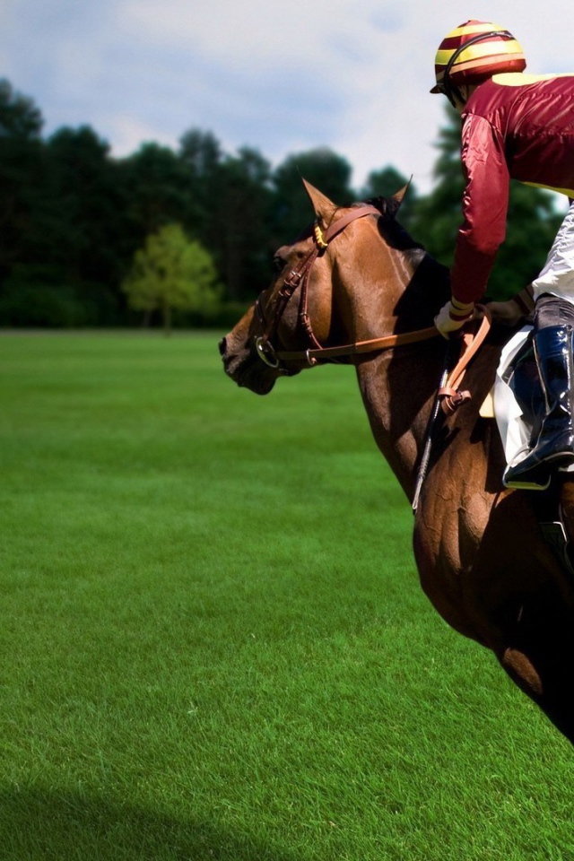 Конный спорт