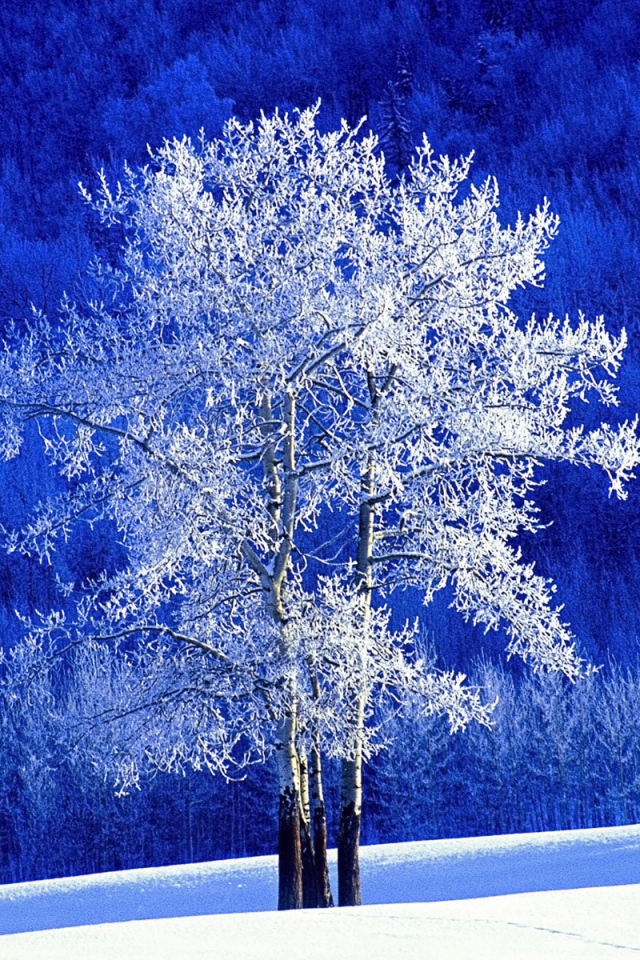 красивое развесистое дерево. 91). рисование зимних деревьев. комарова, стр. зимние деревья.