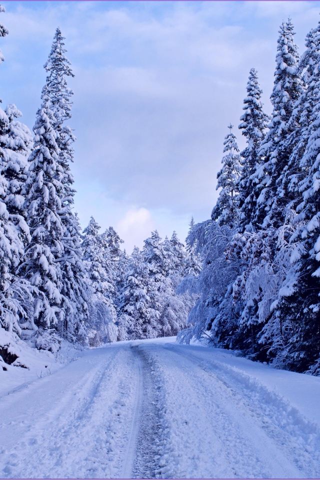 Snow-covered road through the trees