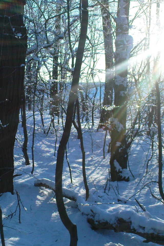 Солнечный  день в лесу