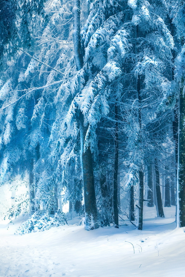 Голубой зимний лес