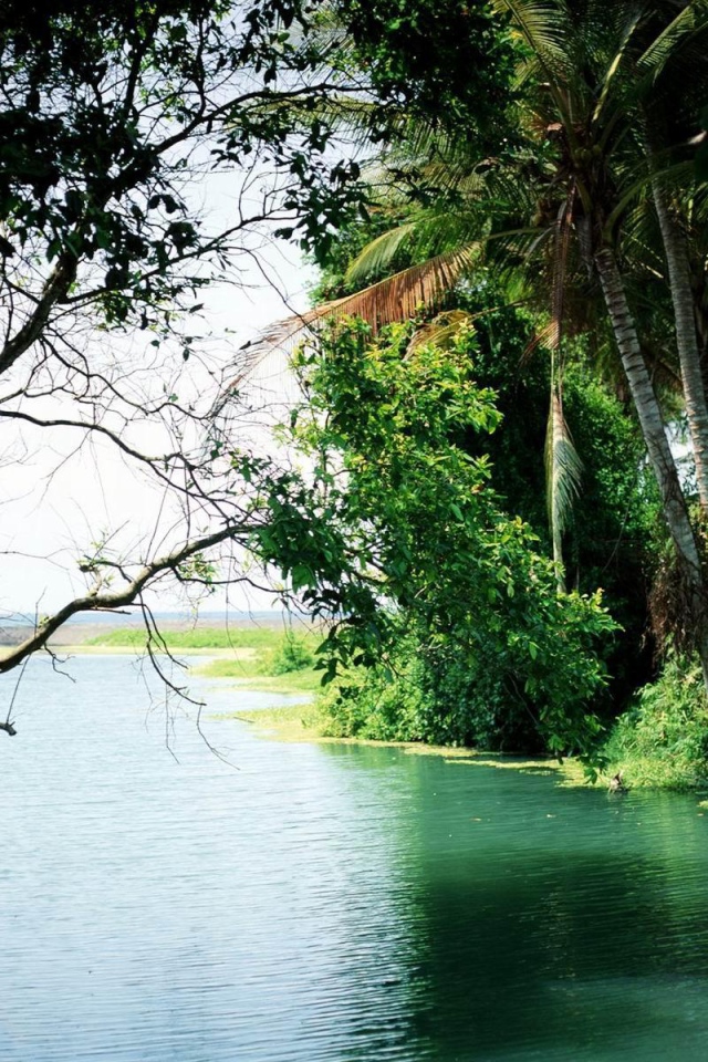 Лес на Бали