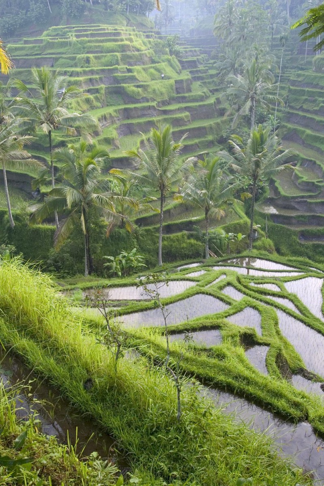 Рисовые террасы на Бали