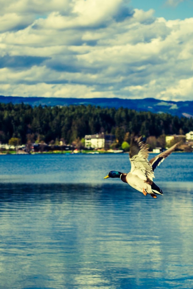 Утка над озером Клопайнер Зее, Австрия