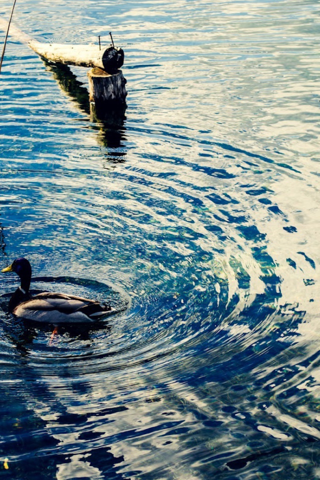 Утка на воде озера Клопайнер Зее, Австрия